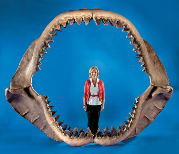 jaws-shark-largest-110519-Carcharocles megalodon.jpg 거대상어 메가로돈의 턱